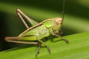 7 Hewan yang Bisa Dimakan Jika Tersesat di Hutan