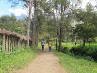 Sepanjang perjalanan dari jalan raya menuju Distrik Maima, panorama hijau membentang di depan mata. Sesekali tampak komplek honai (rumah adat khas Suku Dani). Saking bagusnya, setiap tempat layak diabadikan dalam kamera (Sastri/detikTravel)
