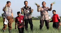 Suswono menunjukkan hasil panen di Wonoasih, Probolinggo, Jatim. (Dok Kementan).