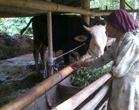 Dua Ekor Sapi Milik Wabup Blitar Diembat Maling