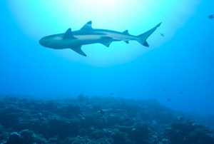 Sirip Ikan Hiu Menambah Kejantanan Pria, Benarkah?