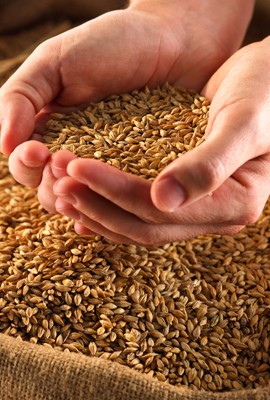 Nutrisi Roti Gandum Lebih Unggul dari Roti Tawar Biasa