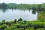 Situ Patenggang, Danau di Tengah Kebun Teh