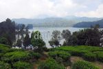 Situ Patenggang, Danau di Tengah Kebun Teh