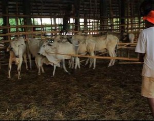 Di Balik Savana Sumba