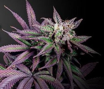 Daftar Ganja Legal yang Bisa Jadi Peluang Bisnis (1)