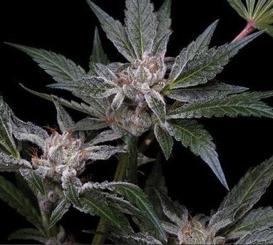 Daftar Ganja Legal yang Bisa Jadi Peluang Bisnis (2)