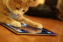 Lucunya Jika Hewan Bermain Gadget
