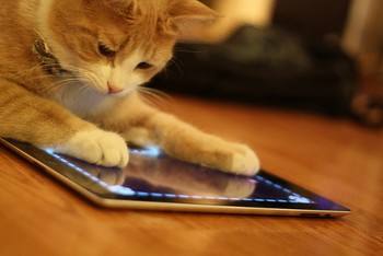     Kucing ini asyik dengan iPadnya. Seolah mengerti apa yang sedang ada di hadapannya. Siapa pun akan gemas melihat kelakuan si kucing. (kredit foto: myfixituplife)