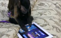 Lucunya Jika Hewan Bermain Gadget