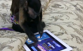     Monyet ini terlihat serius memainkan game di tablet. Kalau dilihat lebih seksama, ternyata monyet ini sedang asyik bermain Angry Birds! (kredit foto: mixrmedia)