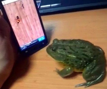     Kali ini giliran si kodok yang seru memainkan Ant Smasher. Dengan cepat, juluran lidahnya mengenai pasukan semut dan mematikan mereka. (kredit foto: technorati)