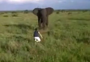 Mabuk, Pemandu Wisata di Afrika Berani Menantang Gajah