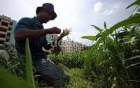 Petani memanen kangkung hasil tanaman mereka.