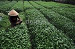 Panen Kangkung di Ibu Kota