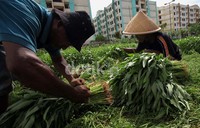 Hasil dari penjualannya ini dimanfaatkan untuk biaya kebutuhan hidup para petani.