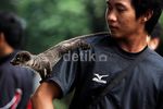 Musang Akar Borneo Curi Perhatian Pengunjung GBK