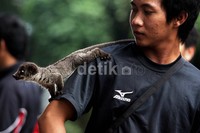 2 Hewan ini dibawa warga ke tengah-tengah pengunjung GBK yang sedang berolahraga.