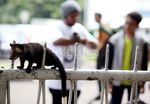 Musang Akar Borneo Curi Perhatian Pengunjung GBK