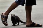 Musang Akar Borneo Curi Perhatian Pengunjung GBK