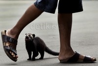 Kedua binatang bertubuh mungil terlihat sangat lucu.