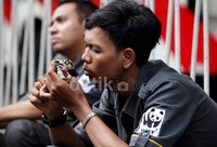 Sugar Glider bisa mengeluarkan beberapa macam suara.