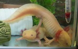 Kriuk Gurih, Salamander Goreng Utuh Disajikan di Resto Ini