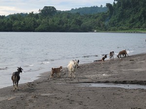 Lucu, Pantai di Jailolo Ini Penuh Kambing