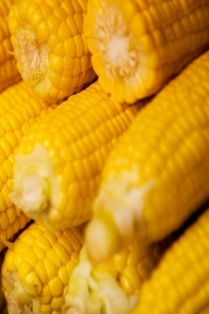Makan Jagung Manis Untuk Kulit Sehat dan Kolesterol Terkendali