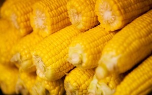 Makan Jagung Manis Untuk Kulit Sehat dan Kolesterol Terkendali