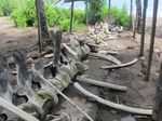 Rangka Paus Biru yang Terbengkalai di Lembata, NTT