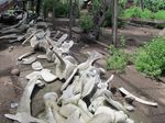 Rangka Paus Biru yang Terbengkalai di Lembata, NTT