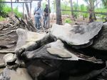Rangka Paus Biru yang Terbengkalai di Lembata, NTT