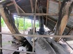 Rangka Paus Biru yang Terbengkalai di Lembata, NTT