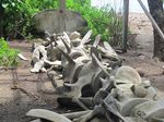 Rangka Paus Biru yang Terbengkalai di Lembata, NTT