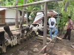Rangka Paus Biru yang Terbengkalai di Lembata, NTT