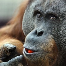 Orangutan, Tapir, dan Berang-berang Kompak Pilih Dortmund Jadi Juara