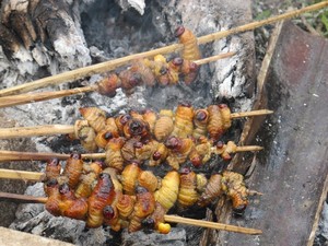 Makan Ulat Sagu dan Sambal Colo-colo Ala Jailolo, Wajib Coba!