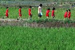 Anak Usia Dini Mengenal Lingkungan Pertanian