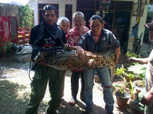 Buaya Muara Sepanjang 2 Meter Dievakuasi dari Lebak Bulus