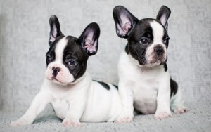 Ferran Adria Sedang Cari French Bulldog untuk Logo ElBulli