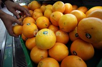 Seperti diketahui sejak awal tahun ini, pemerintah mengeluarkan kebijakan pengaturan impor buah untuk melindungi para petani lokal. Akibatnya buah impor seperti jeruk, apel, dan buah lain khususnya dari China tak lagi bebas masuk ke Indonesia.
