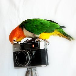 Menggemaskan, Binatang Berprofesi Fotografer