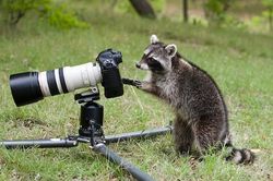 Menggemaskan, Binatang Berprofesi Fotografer