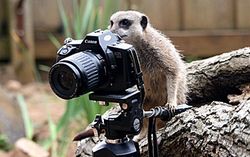 Menggemaskan, Binatang Berprofesi Fotografer