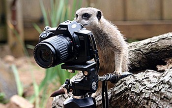     Aksi meerkat dengan kameranya bagaikan fotografer. (kredit foto: globalanimal)