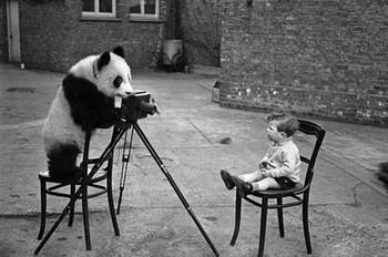     Gaya si panda memotret anak keci, sudah profesional sepertinya. (kredit foto: globalanimal)