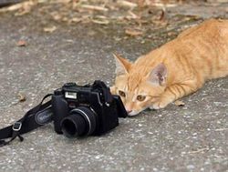 Menggemaskan, Binatang Berprofesi Fotografer