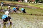 Aksi Nyata PAN untuk Petani
