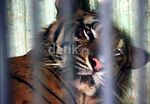 Medan Zoo Kini Punya Sepasang Harimau Benggala